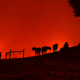 Cows stand on a hill as the Kincade Fire approaches on Oct. 24, 2019 in Geyserville, California.
